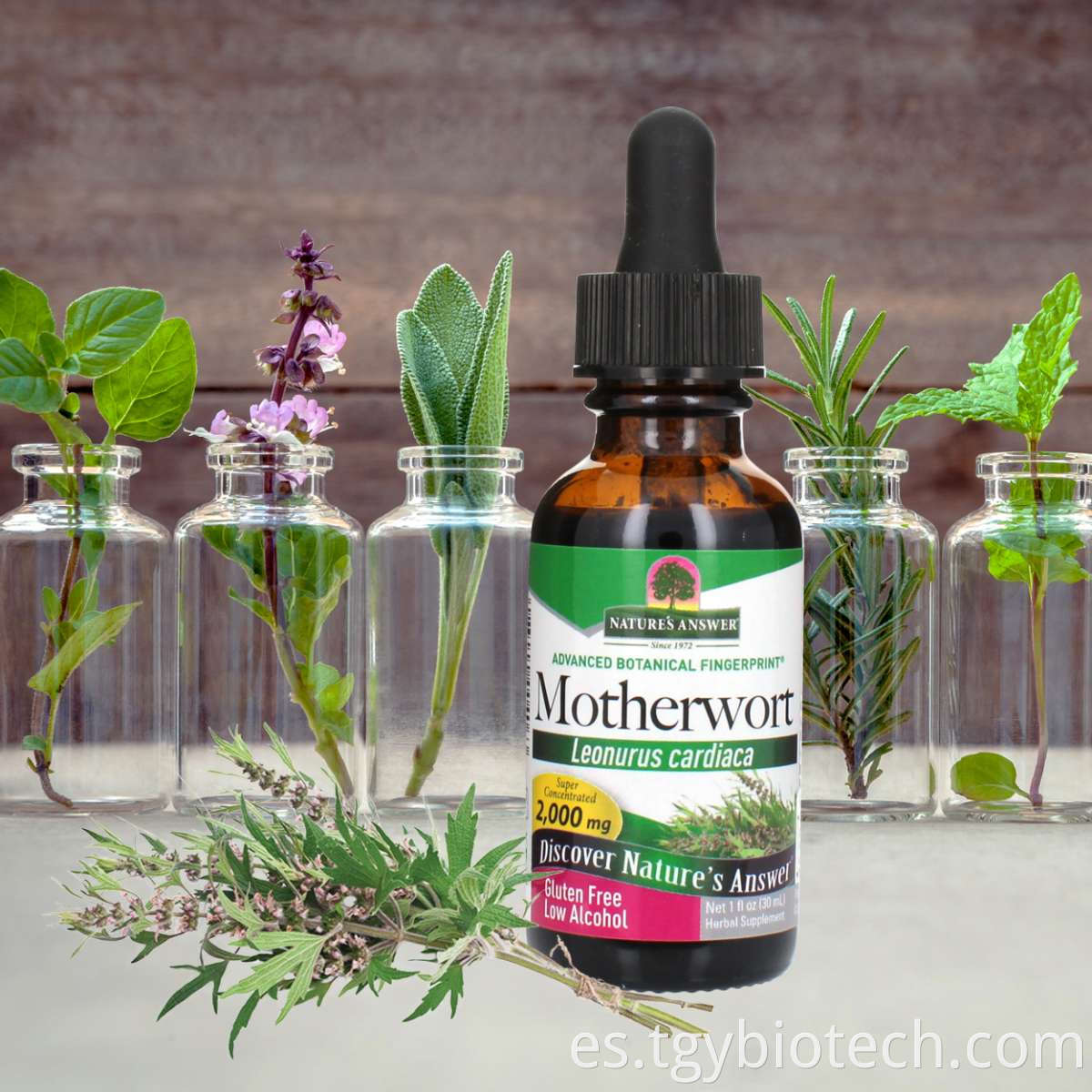 Motherwort herb Extract